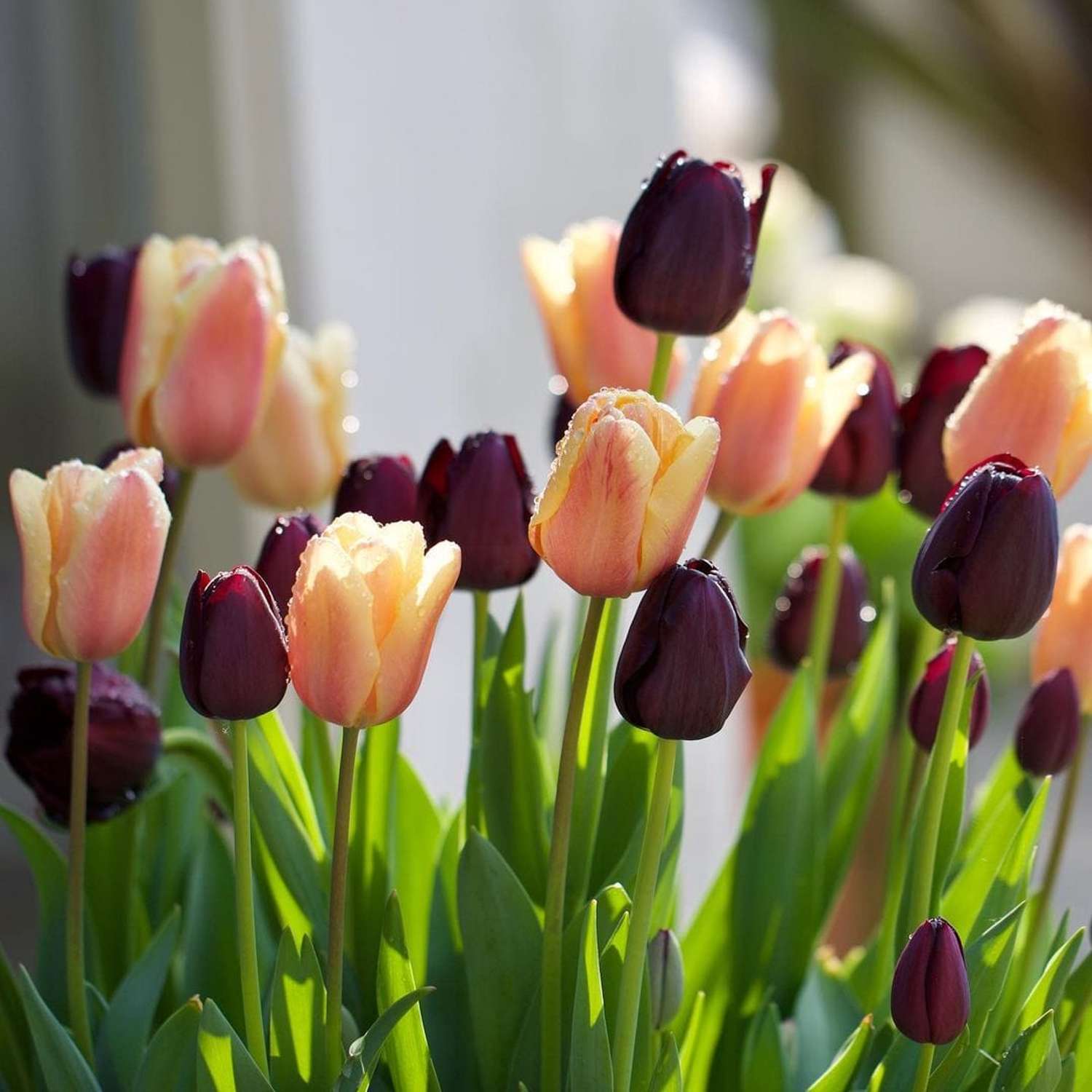 Tulpenmischung 'Solar Eclipse' - Tulipanblanding